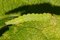 Lyonetia prunifoliella