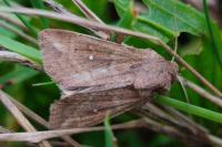 Mythimna albipuncta
