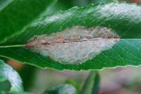 Phyllonorycter leucographella