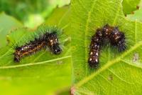 Acronicta rumicis