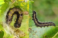 Clostera pigra