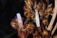 Coleophora glaucicolella