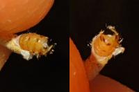Coleophora glaucicolella