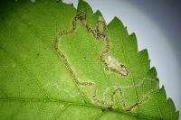 Stigmella ulmivora