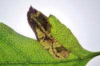 Stigmella regiella