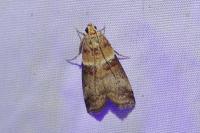 Acrobasis tumidana