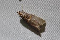 Acrobasis advenella
