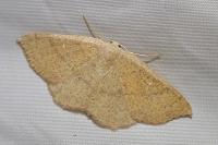 Cyclophora ruficiliaria