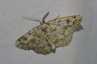 Cleorodes lichenaria