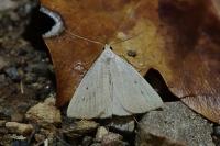 Macrochilo cribrumalis