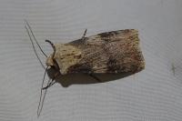 Agrotis puta