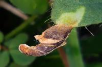 Coleophora discordella