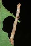 Hypomecis punctinalis