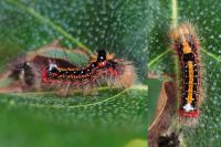 Acronicta tridens