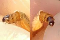 Coleophora glaucicolella