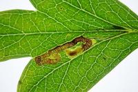 Stigmella oxyacanthella