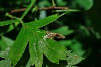 Phyllonorycter oxyacanthae