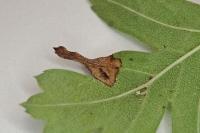 Phyllonorycter oxyacanthae