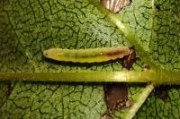 Bucculatrix frangutella