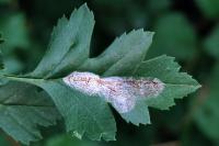 Phyllonorycter corylifoliella