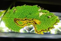 Stigmella anomalella