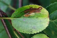 Stigmella catharticella