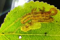 Stigmella catharticella