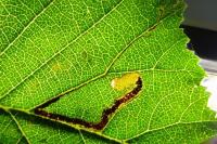 Stigmella ulmivora