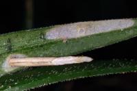 Coleophora solitariella