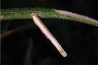 Coleophora solitariella