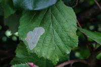 Phyllonorycter coryli