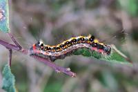 Acronicta tridens