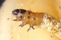 Coleophora glaucicolella