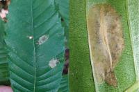 Phyllonorycter messaniella