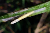 Coleophora solitariella