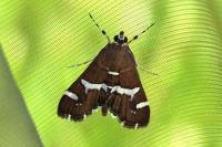 Spoladea recurvalis