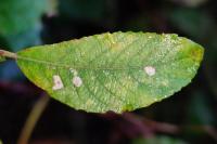 Coleophora lusciniaepennella