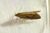 Diurnea lipsiella