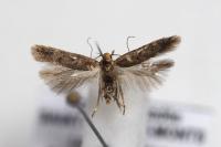 Bryotropha senectella