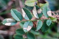 Coleophora gryphipennella