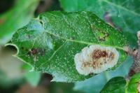 Phyllonorycter belotella