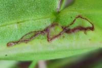 Bucculatrix maritima