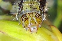 Helicoverpa armigera