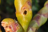 Coleophora salicorniae