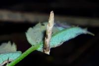 Coleophora gryphipennella