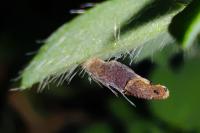 Coleophora discordella