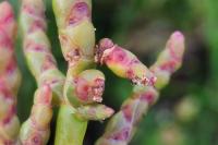 Coleophora salicorniae