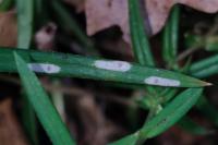 Coleophora solitariella