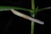 Coleophora solitariella