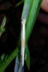 Coleophora solitariella